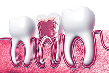 root structure of tooth